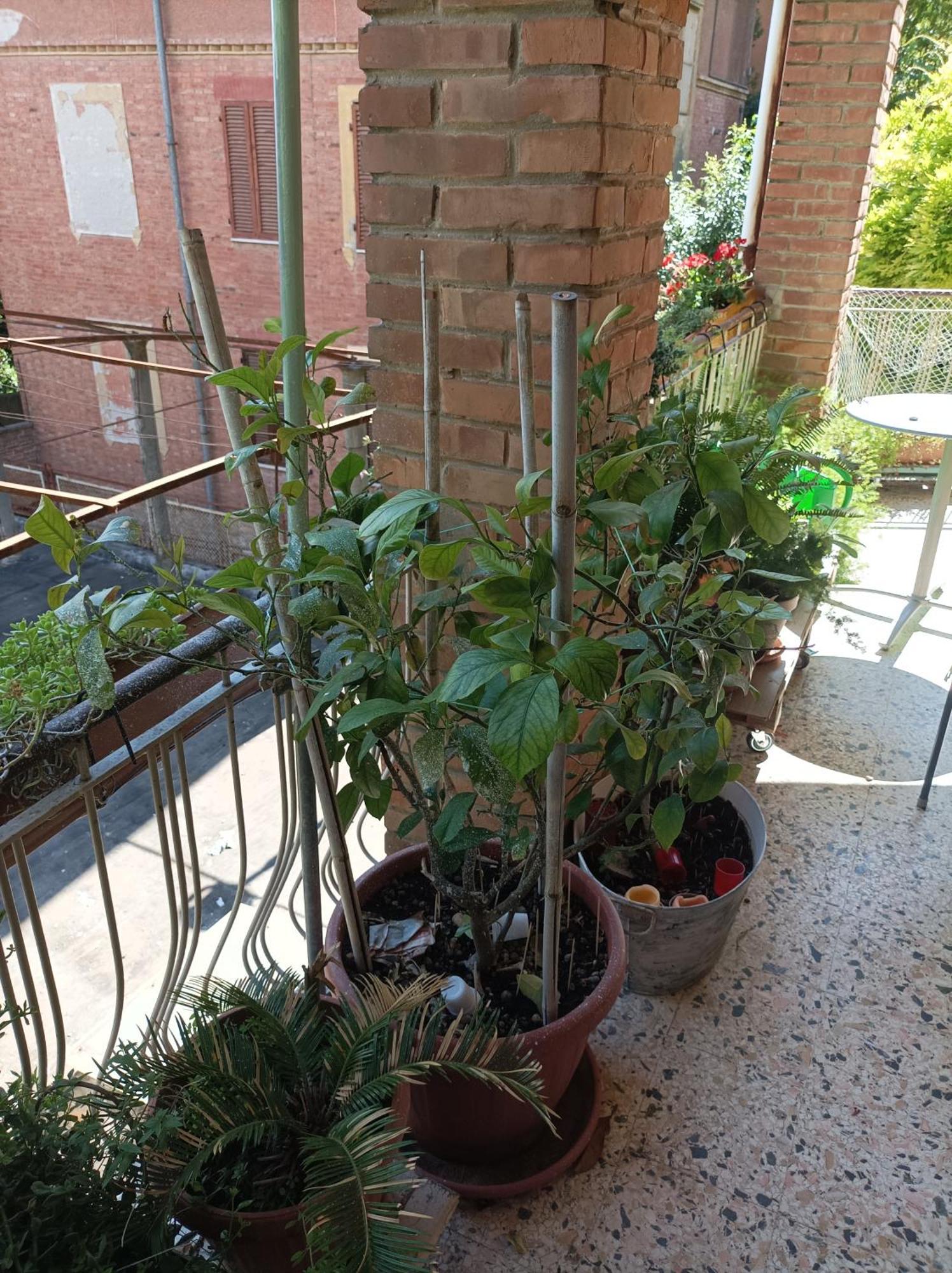 Boh & Boh A Casa Di Luca And His Cats Apartment Perugia Ngoại thất bức ảnh